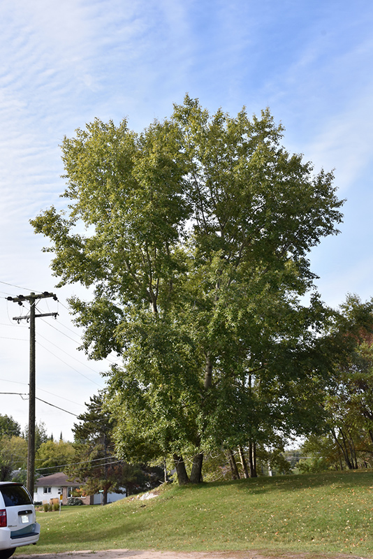 Lanceleaf Poplar (Populus x acuminata) at Wagner Nursery & Landscape