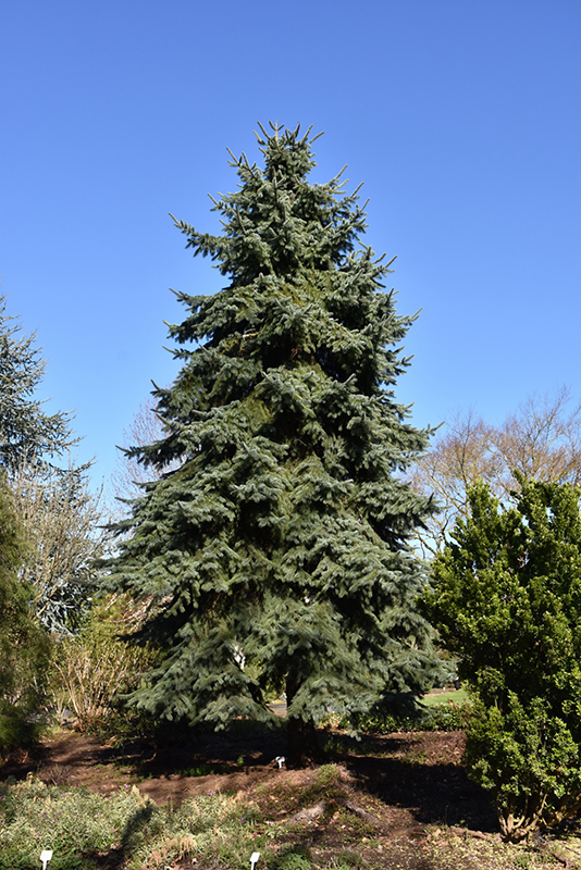 Engelmann Spruce (Picea engelmannii) at Wagner Nursery & Landscape