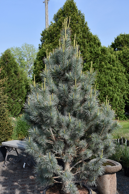 Pacific Blue Macedonian Pine (Pinus peuce 'Pacific Blue') at Wagner Nursery & Landscape