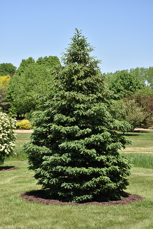Black Hills Spruce (Picea glauca 'Densata') at Wagner Nursery & Landscape