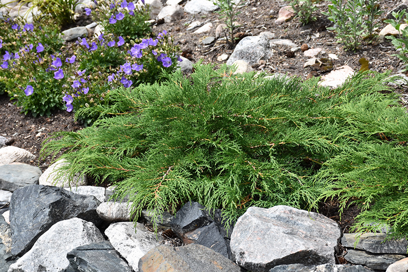 Celtic Pride Siberian Cypress (Microbiota decussata 'Prides') at Wagner Nursery & Landscape