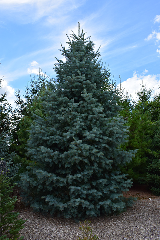 Bonny Blue Blue Spruce (Picea pungens 'Bonny Blue') at Wagner Nursery & Landscape