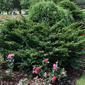 Plant Photo 6