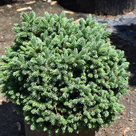 Plant Photo 8